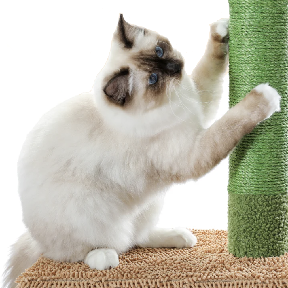 Arbre à chat design cactus griffoir